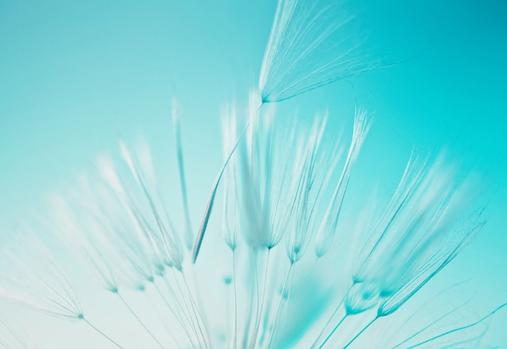 Photo en gros plan d’un pissenlit