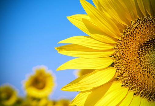 Tournesols