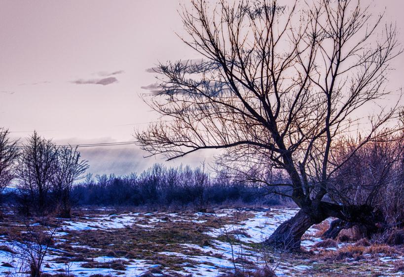 Un arbre dans un champ à la fin de l’hiver