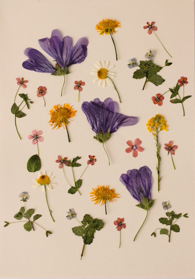 Composition artistique en vue plongeante présentant un bel arrangement de fleurs sauvages pressées sur un fond neutre.