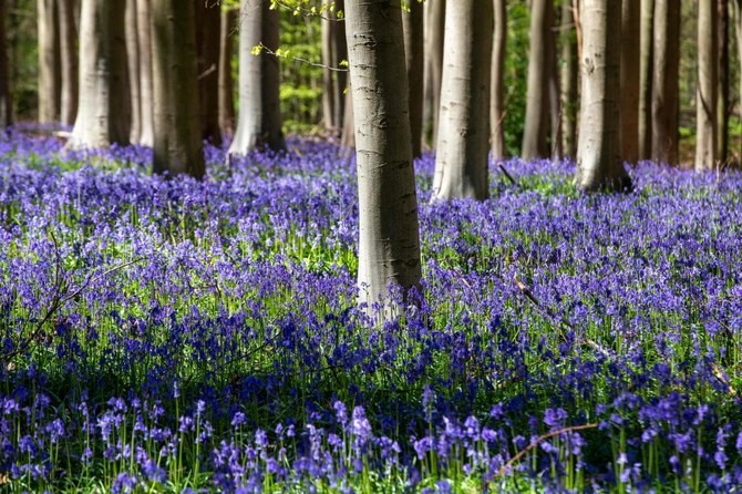 Une forêt recouverte de jacinthes sauvages. 