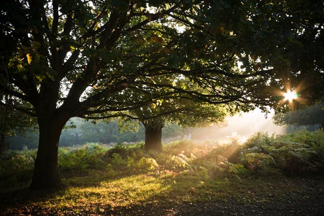 Deux arbres aux feuilles vertes entourés d’herbe verte