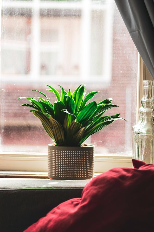 Une plante en pot sur le rebord de la fenêtre