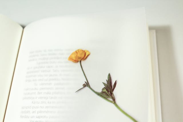 fleur pressée dans un livre