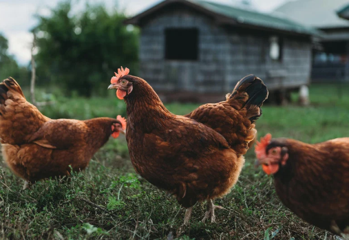 3 poules brunes avec un poulailler en arrière-plan
