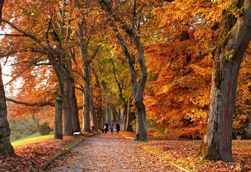 des enfants marchant sur un sentier jonché de feuilles d’automne