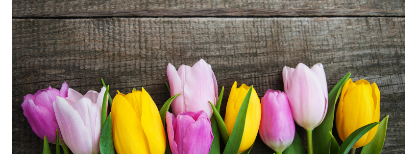 Photo de tulipes multicolores