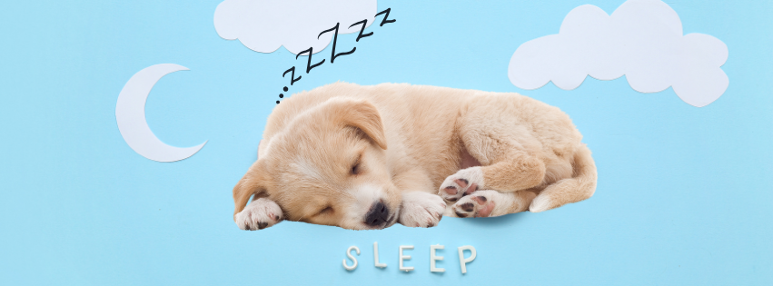 chiot endormi
