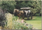 Photo d'archives Matthew Carriage Ride