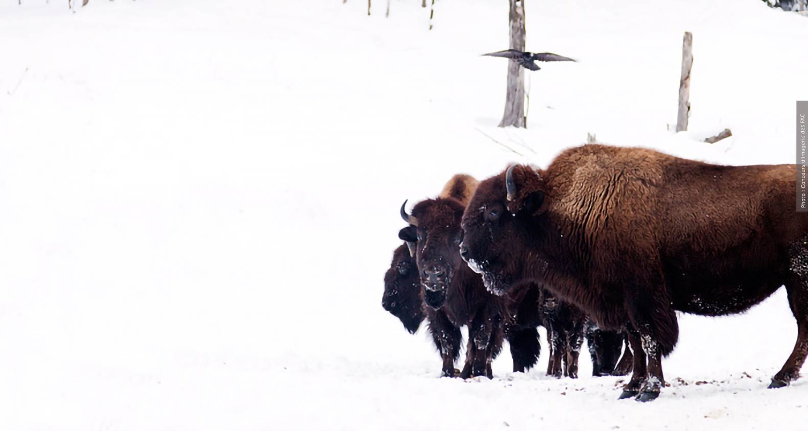 Bison dans la neige