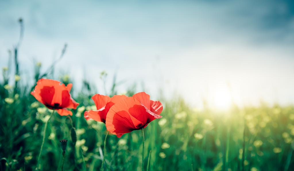 field of poppies