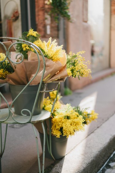 Bouquets de fleurs de mamossa sur une chaise rustique à l'extérieur