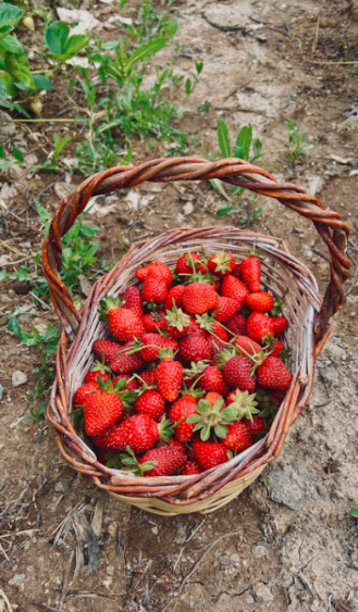 Un panier de fraises fraîches posé sur le sol