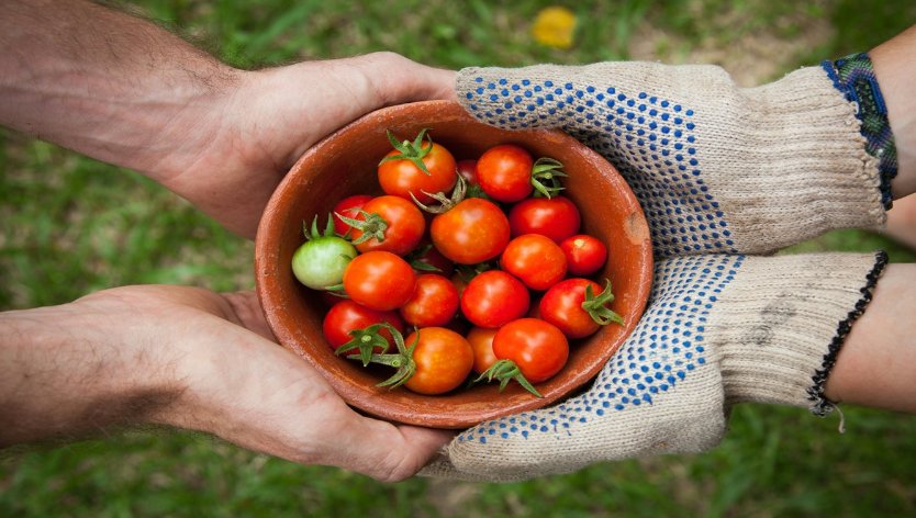 Deux mains tenant un bol de tomates cerises